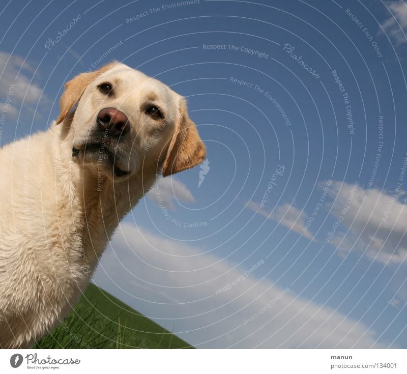 blonde Clouds Meadow Green Blonde Dog Labrador Yellow Summer Sublime Majestic Calm Serene Endurance Trust Vantage point Animal Pelt Sweet Mammal Sky sky blue