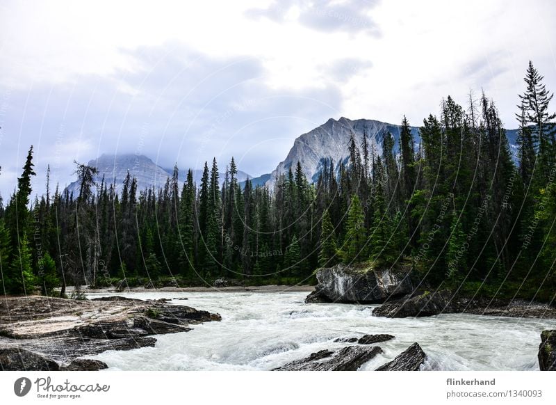 nature. Trip Adventure Far-off places Freedom Mountain Hiking Aquatics Water Fir tree Forest Peak Brook River Yoho National Park Canada British Columbia