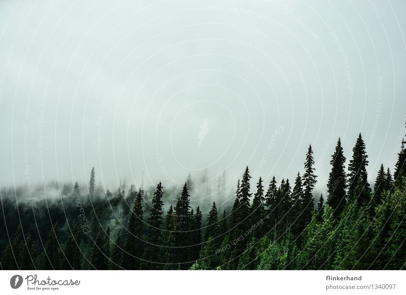 three firs Nature Landscape Plant Climate Bad weather Fog Forest Mountain Canada British Columbia North America Deserted Hiking Dark Mirkwood Mountaineering