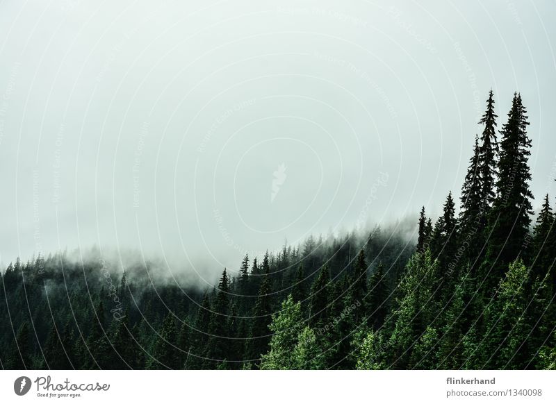 two fir trees Hiking Mountaineering Nature Landscape Plant Sky Clouds Autumn Climate Fog Fir tree Forest Coniferous forest Canada British Columbia North America