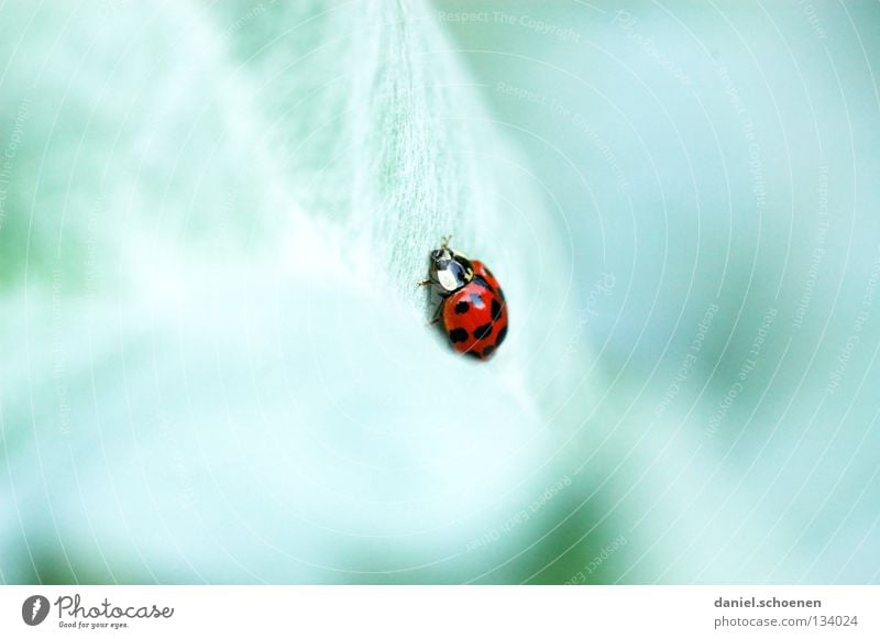 bug Ladybird Green Red Contrast Multicoloured Slowly Crawl Summer Spring Happy Colour Macro (Extreme close-up)