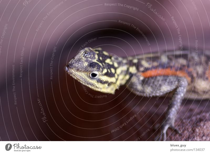 Small lizard very big Saurians Green Animal Lizards Unfamiliar Macro (Extreme close-up) Close-up scaly Exceptional