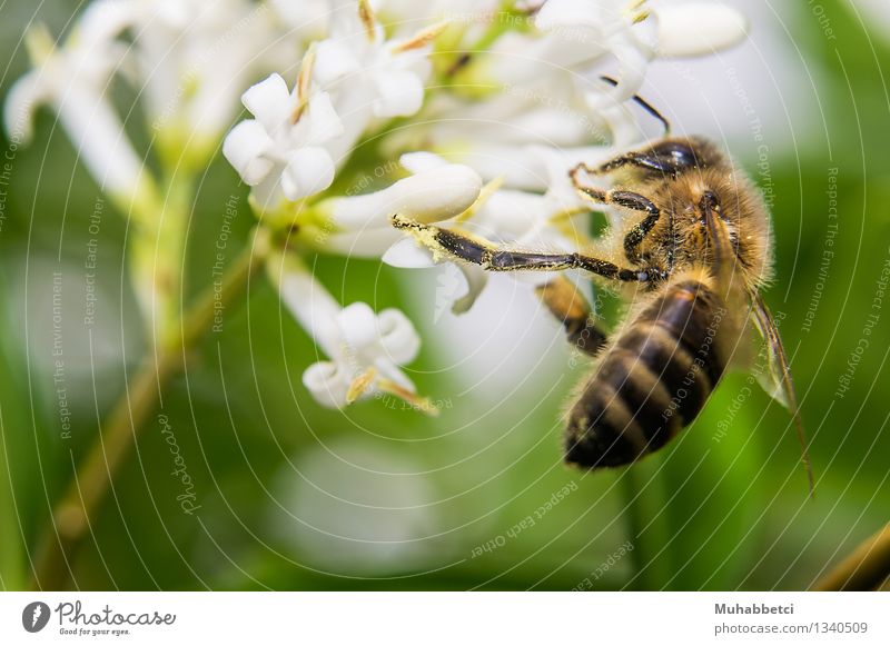 bee Bee Wing Eating Feeding Honey Blossom Insect Macro (Extreme close-up) Colour photo Exterior shot Close-up Day Shallow depth of field Deep depth of field