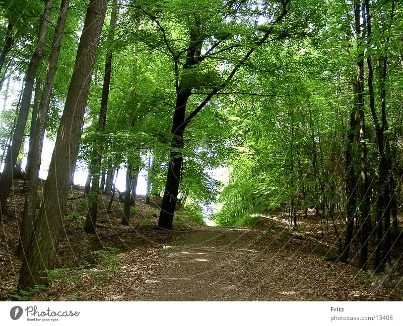 forest path Forest Leaf Sun Lanes & trails