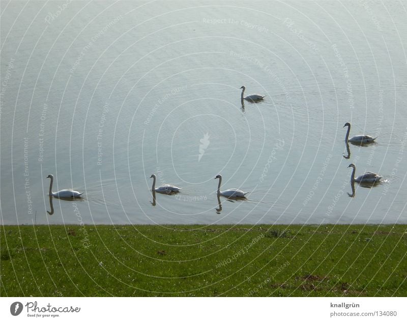 western Swan Direction Meadow Green White Bird Poultry Sunday morning Spring Water Vest Rhine Lawn Coast Blue River 6 pieces Float in the water