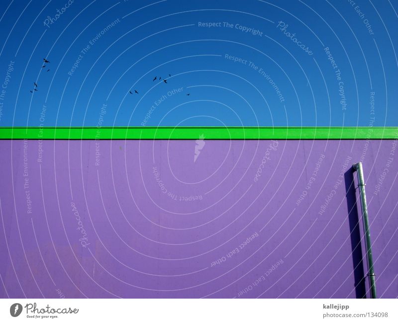blagruelett Green Violet Roof Wall (building) Drainage Rainwater Fresh Border Cyan Design Chic Fashioned Art Painting and drawing (object) Bird Animal