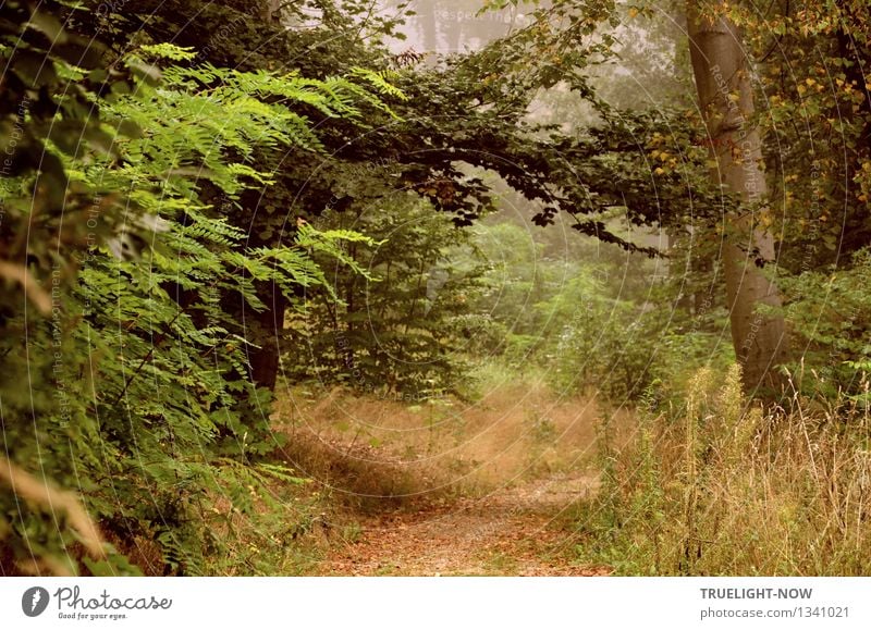 Fairyland... Nature Landscape Plant Earth Summer Autumn Beautiful weather Fog Tree Grass Bushes Leaf Wild plant Park Forest Hill Near Natural Clean Brown Gray