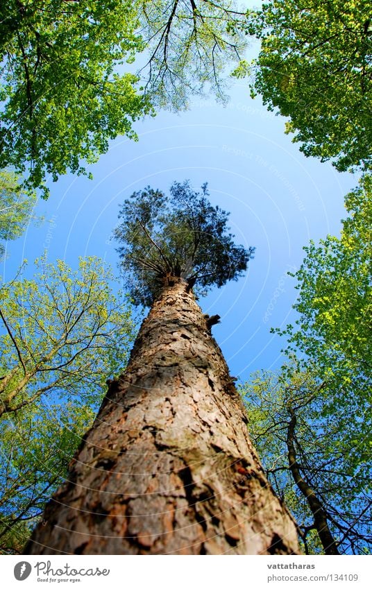 The Giant Pine Nature Sky Jump Spring tree forest pine Wild animal longangle