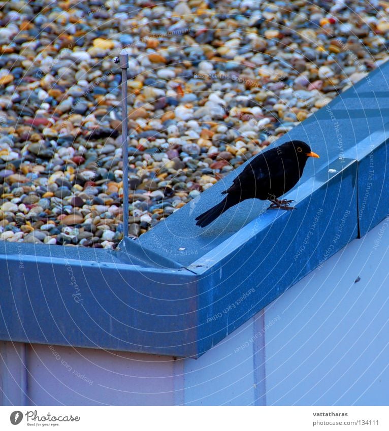 The Lonely Bird Nature Jump Song Blackbird birbs morning