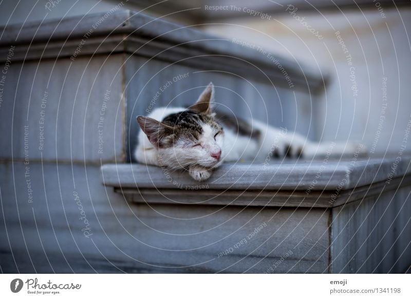 rest Animal Pet Cat Animal face Pelt 1 Lie Sleep Break Calm Colour photo Exterior shot Twilight Shallow depth of field Animal portrait Closed eyes