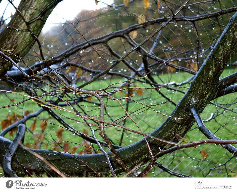 rain Autumn Bad weather Rain Drops of water