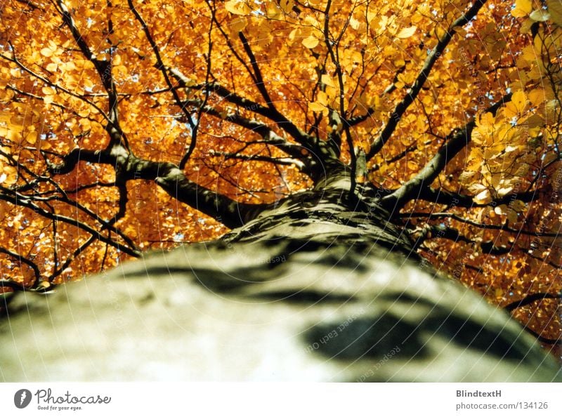 autumn trunk Autumn Tree Tree trunk Tree bark Leaf Might Branched Above Orange Contrast crawl along Shadow Gold ramified Nature