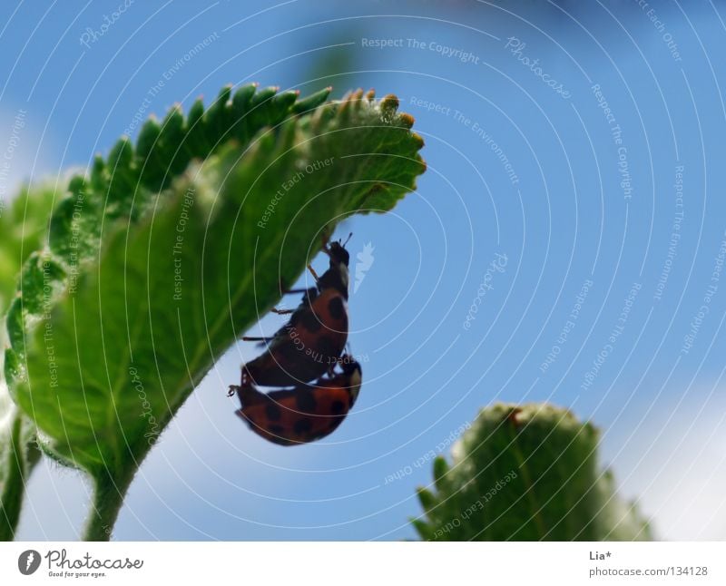 beetle love II Ladybird Insect Green Biology Small Crawl Leaf 2 Beetle planning ahead Macro (Extreme close-up) Close-up Flying Blue Hide Shadow In pairs