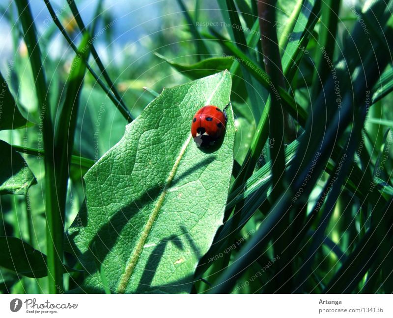 sunbathe Spring Ladybird Green Grass Red Leaf