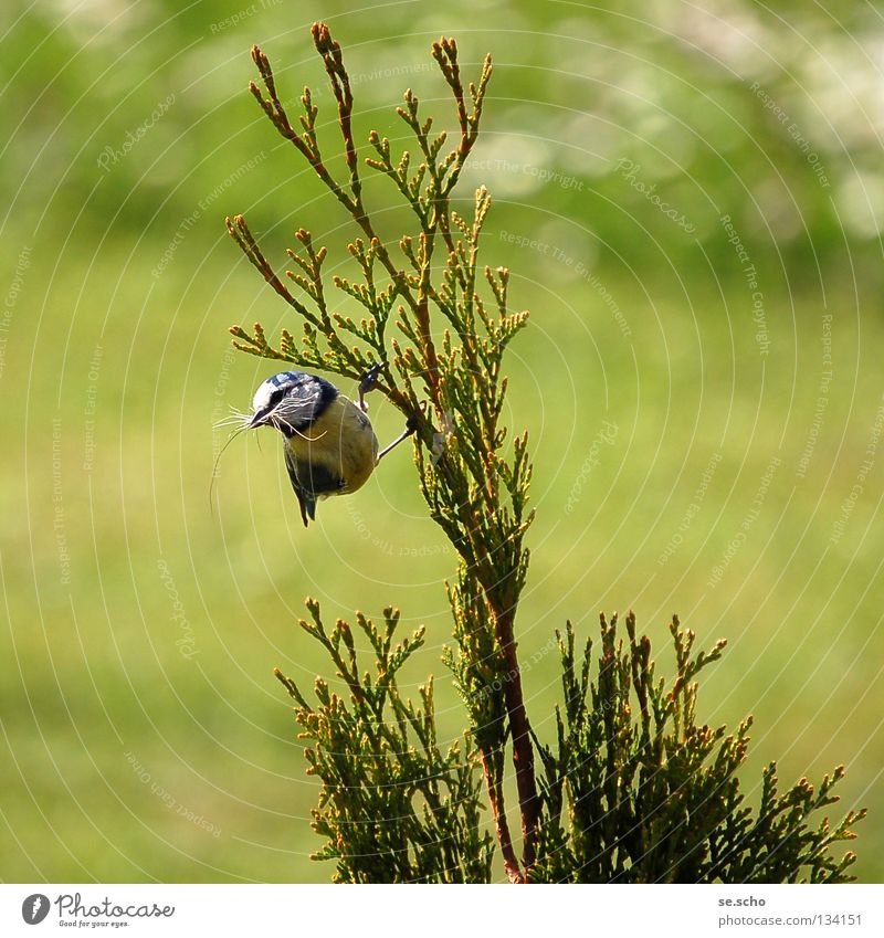 nest building Bird Tit mouse Nest-building Contentment Bushes Spring Meadow Twig