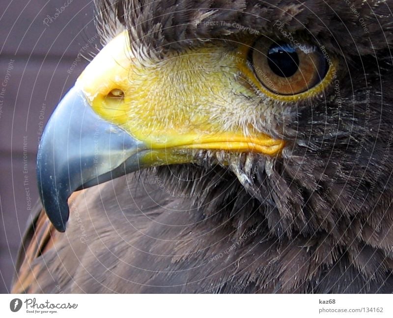 Hermann Eagle Bird of prey Watchfulness Beak Feather Ornithology Beautiful Animal Environment Plumed Captured Motionless Checkmark Eagles eyes Hawk Owl birds