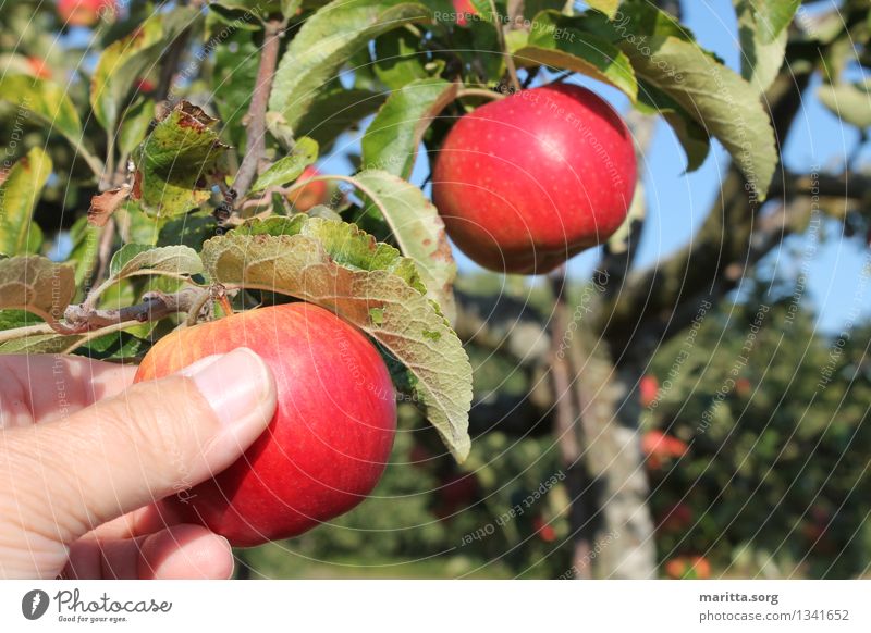 apple harvest Food Fruit Green Red Anticipation Colour Joy To enjoy Quality Colour photo Exterior shot Day Central perspective