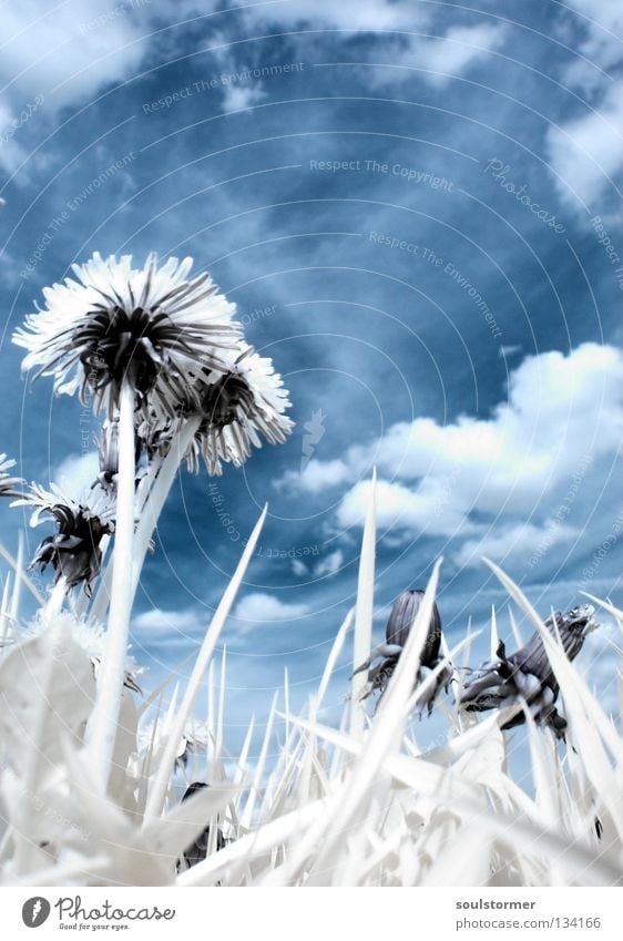 Ladybird view in IR Passenger train Infrared Infrared color Tree Wood flour Clouds White Black Sunflower Dandelion Spring Grass Meadow Worm's-eye view Plant Sky