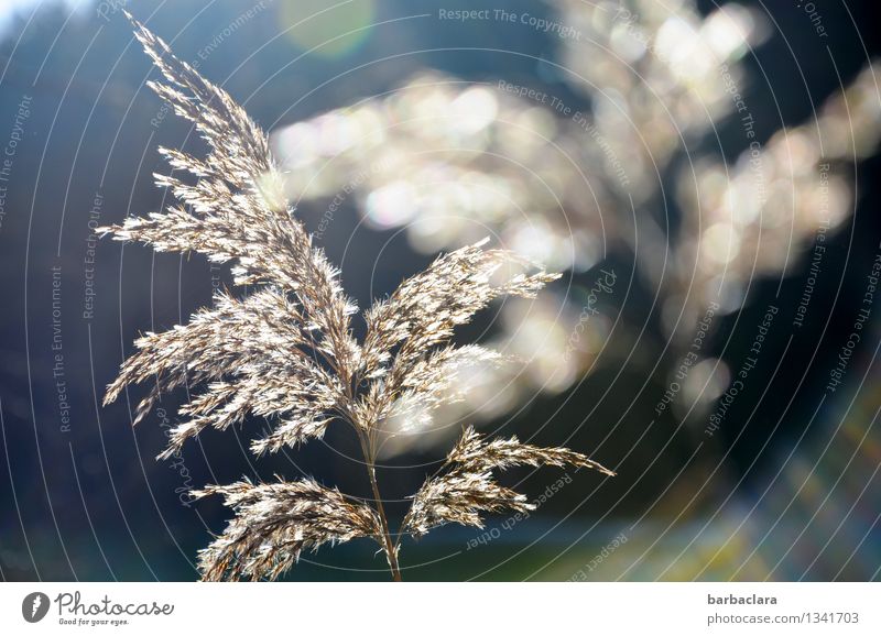 In the light Environment Nature Plant Water Sun Grass reed grass Lakeside Illuminate Bright Blue White Moody Happy Warm-heartedness Senses Colour photo