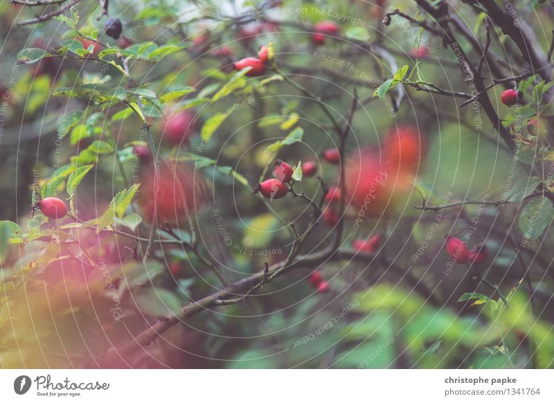 rose hips Nature Plant Autumn Tree Foliage plant Wild plant Blossoming Natural Dog rose Colour photo Subdued colour Exterior shot Close-up Detail Deserted Day