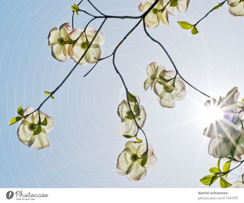 lie on one's back Dogwood Bushes Tree White Light Sunbeam Summer Spring Flower Blossom Light blue Cyan Silhouette Back-light Celestial bodies and the universe