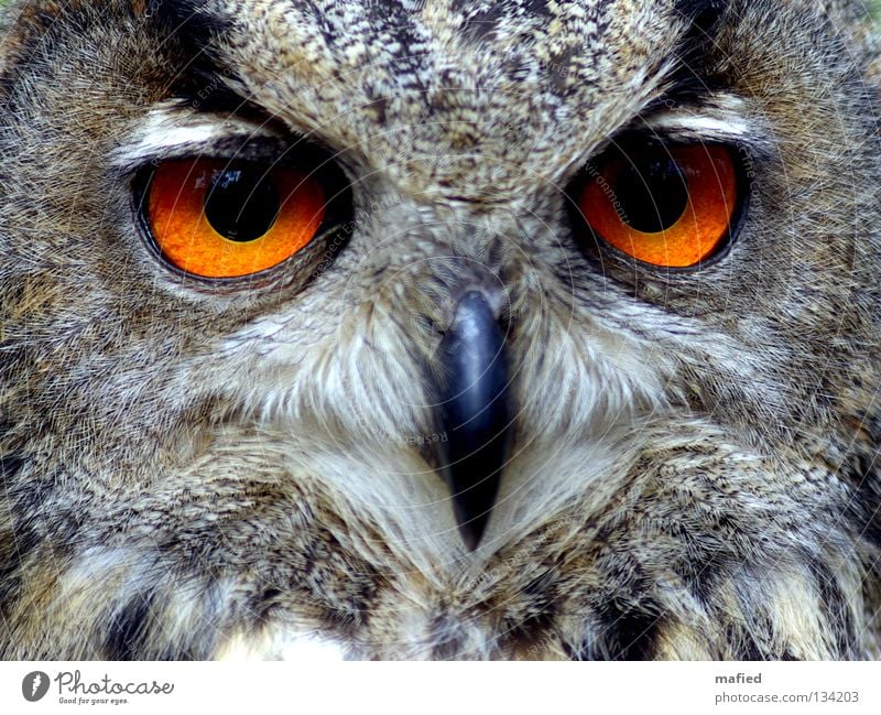 Eagle owl III Hunter Bird of prey Calm Beak Feather Sense of hearing Brown Gray Black Yellow Soft Smoothness Peace Game park Air show night hunter