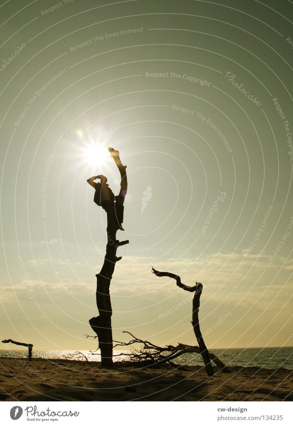 OUTSIDERS Tree Tree trunk Brittle Ocean Lake Beach Sandy beach Aperture Dazzle Back-light Dark Black Multicoloured Light Silhouette Man Masculine Fellow