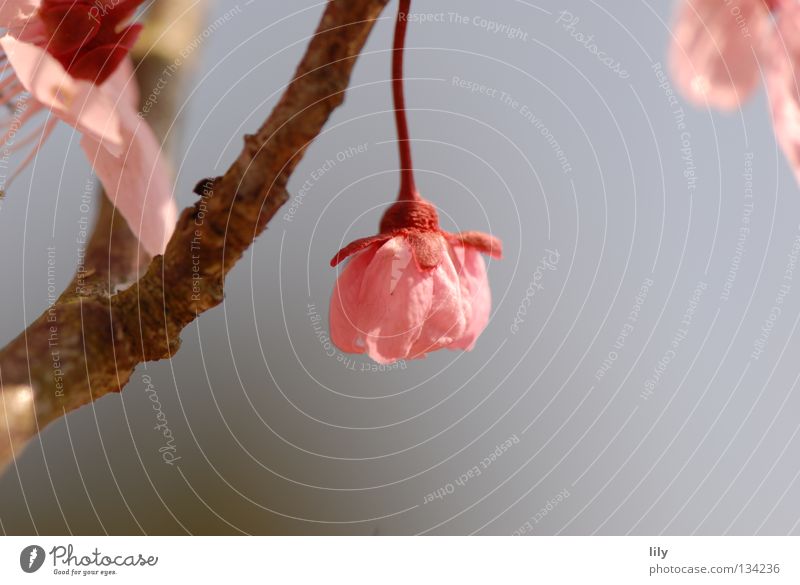 pendulous Pink Blossom Tree Apple tree Harmonious Macro (Extreme close-up) Close-up Branch Fruit