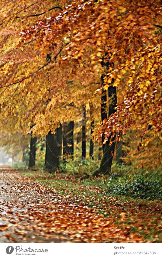 Forest path in autumn forest after rain Automn wood golden autumn golden october forest bath forest path colourful autumn forest autumn colours Autumnal colours