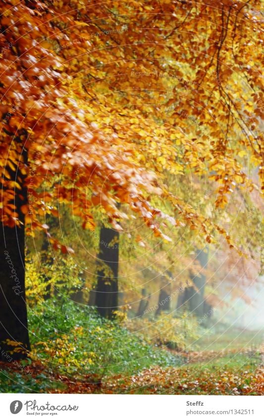 atmospheric fog in autumn forest autumn fog Automn wood forest bath Cloud forest Misty atmosphere Autumnal landscape golden autumn romantic foggy