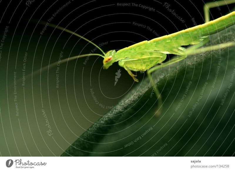 fragile Animal Wait Green Fragile Translucent Praying mantis Locust Legs Eyes Insect Singapore Asia Camouflage Carnivore Head Adjustment Feeler Colour photo