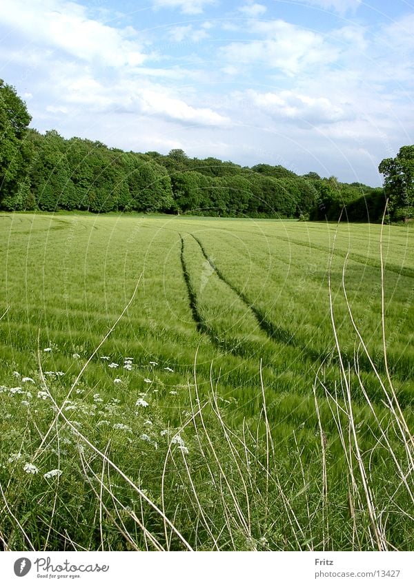 field-in-the-spring Spring Field Green Tracks