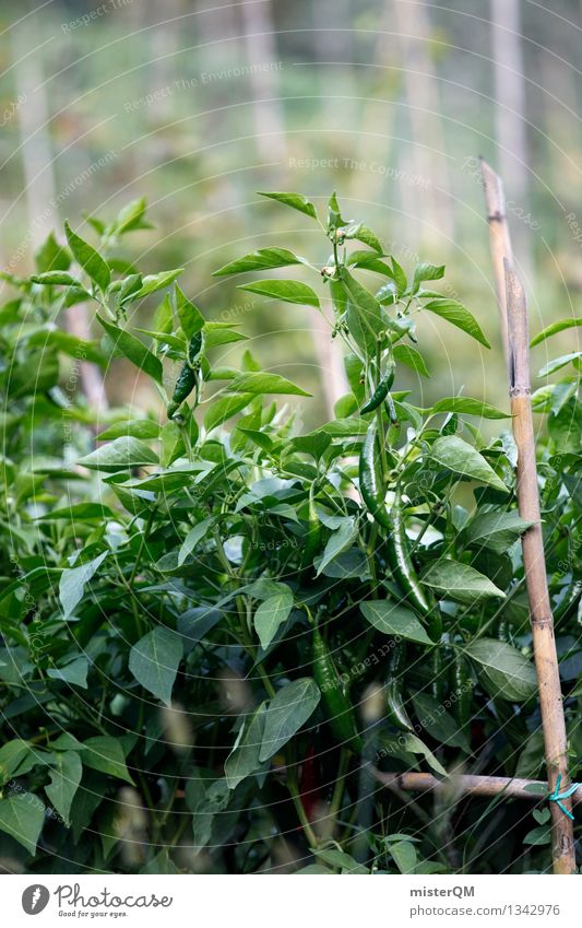 Green Pepper. Environment Nature Landscape Plant Esthetic Vegetable garden Vegetable bed Tangy Growth Garden Extend Organic farming Colour photo Subdued colour