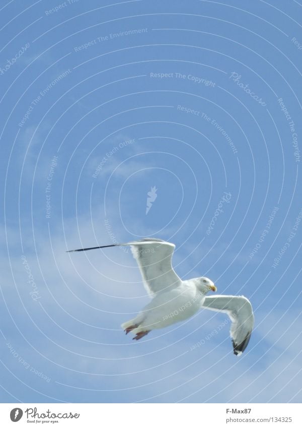 seagull Bird White Ocean Beach Clouds Coast Sky Blue Flying Aviation