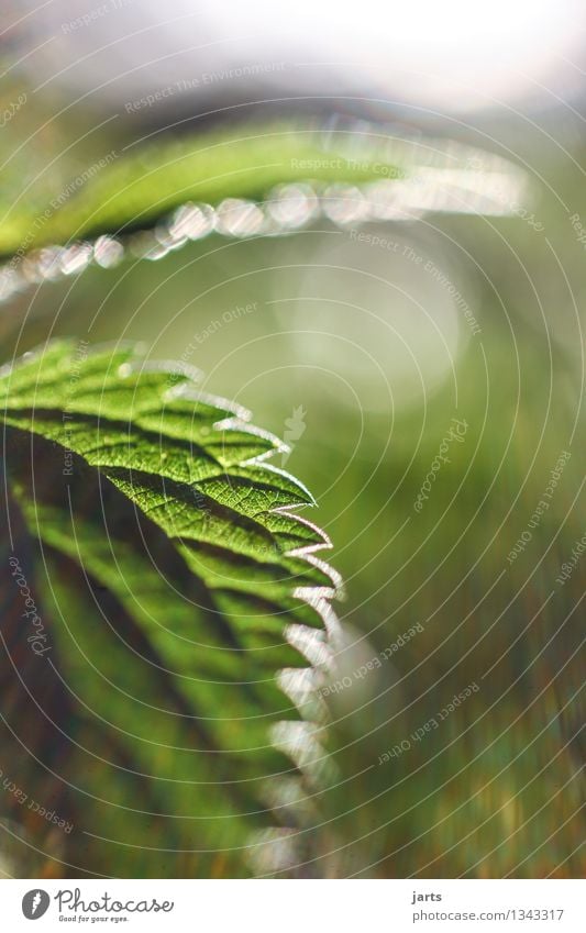 stinging nettle Plant Beautiful weather Grass Agricultural crop Wild plant Meadow Healthy Natural Point Green Nature Colour photo Exterior shot Close-up