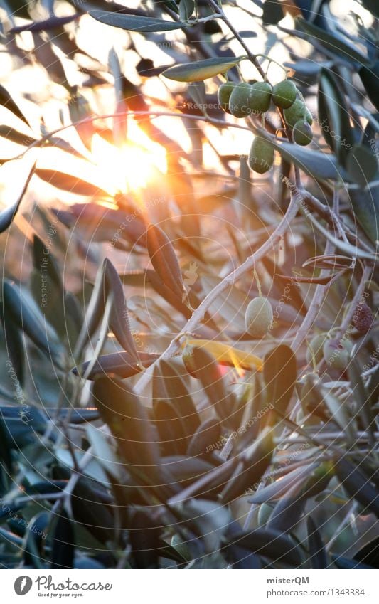 Sun Oil II Art Esthetic Sunbeam Olive Olive tree Olive oil Olive leaf Olive harvest Green Mediterranean Italy Mature Colour photo Subdued colour Exterior shot