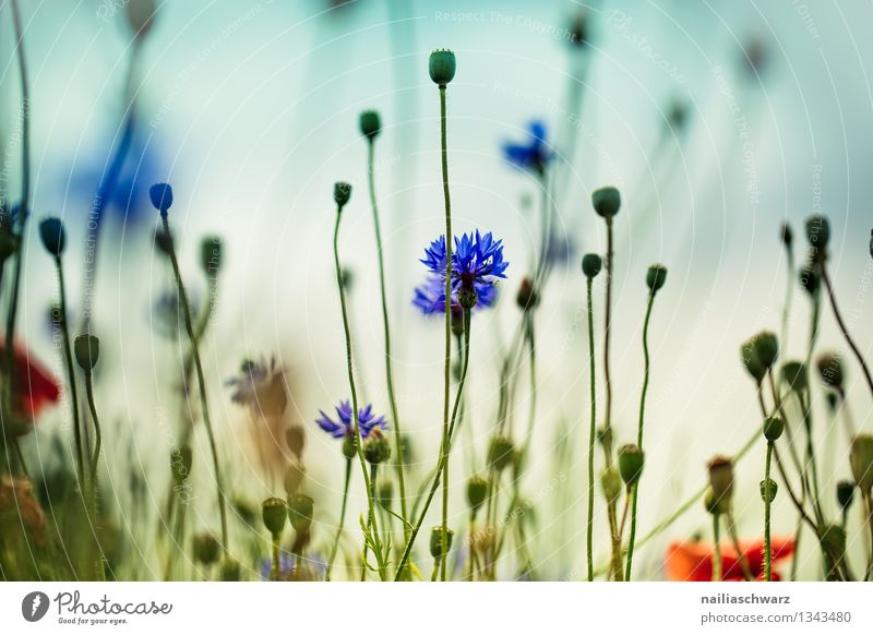 Field with cornflowers Summer Sun Environment Nature Plant Flower Wild plant Garden Blossoming Fragrance Growth Natural Beautiful Blue Spring fever Romance