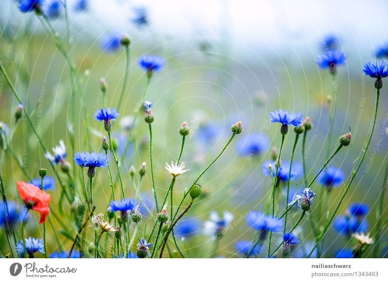 Field with cornflowers Summer Sun Nature Landscape Plant Beautiful weather Flower Wild plant Garden Meadow Blossoming Fragrance Growth Fresh Natural Blue Green