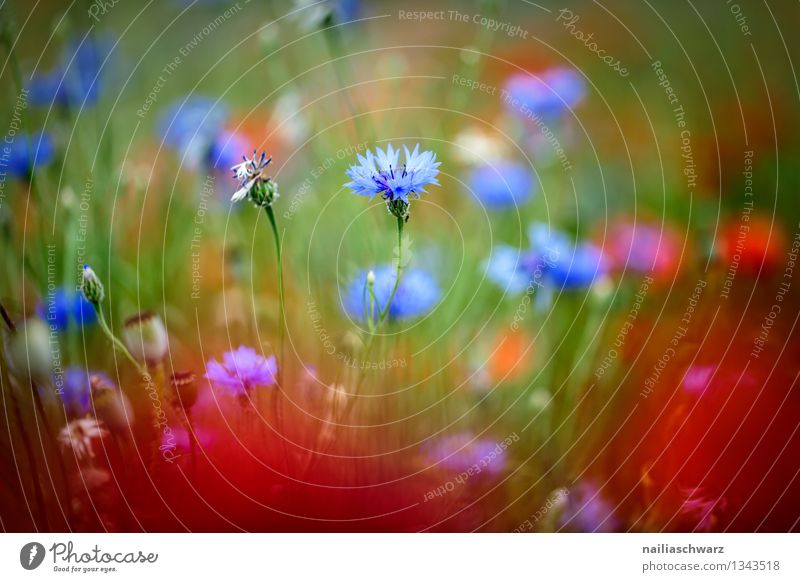 Poppies and cornflowers Summer Sun Environment Nature Plant Flower Garden Field Blossoming Growth Natural Beautiful Blue Multicoloured Red Peaceful Cornflower