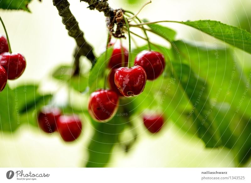 cherries Fruit Nutrition Organic produce Vegetarian diet Diet Summer Tree Leaf Agricultural crop Healthy Natural Juicy Sour Beautiful Sweet Green Red