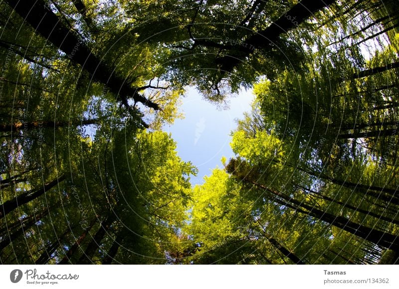 can't stop turning around! Forest Fisheye Shaft of light Light Clearing Tree Rotate Rotation Round Shade of a tree Spring Green Commute Sincere 10mm Sun Sky