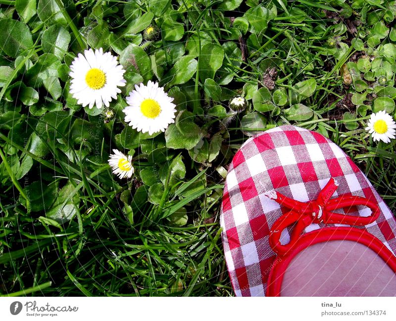 spring shoe II Spring Fresh Meadow Grass Green Daisy Grass green Flower Footwear Red Checkered Summer Summery White Toes Barefoot Blade of grass Dandelion