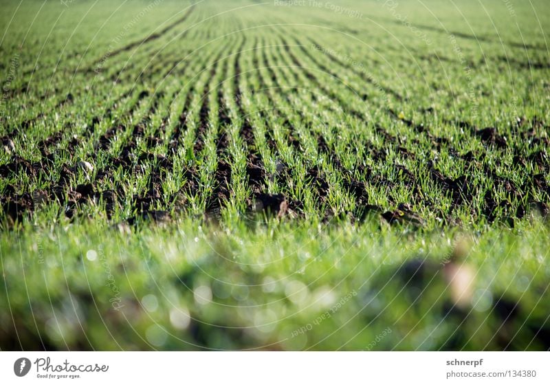 More bread Grass Field Green Fresh Damp Wheat Rye Knoll Hill Green space Grassland Cattle Pasture Lawn Wet Rain Grass surface Meadow Fertile Nutrition