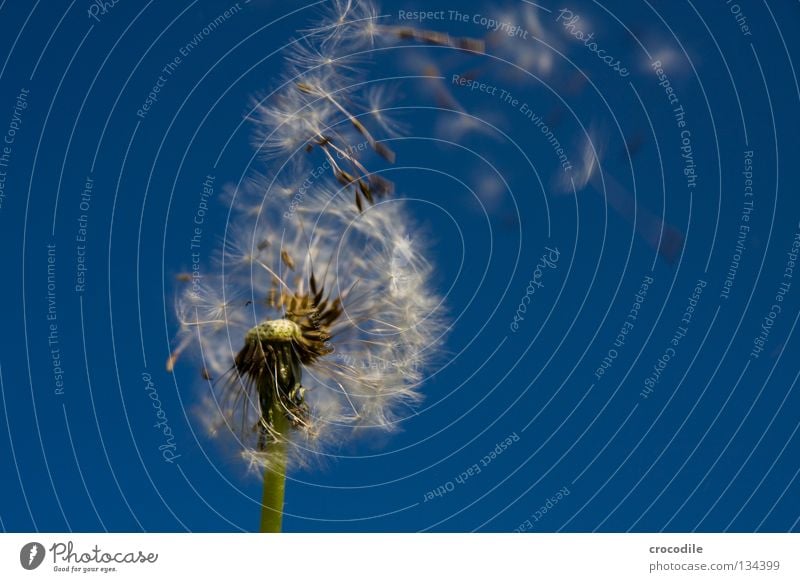 Seeds Airman Squadron II Dandelion Blue sky Stalk Offspring Green Propagation Dark Macro (Extreme close-up) Close-up Spring Flying Freedom Sail Umbrella