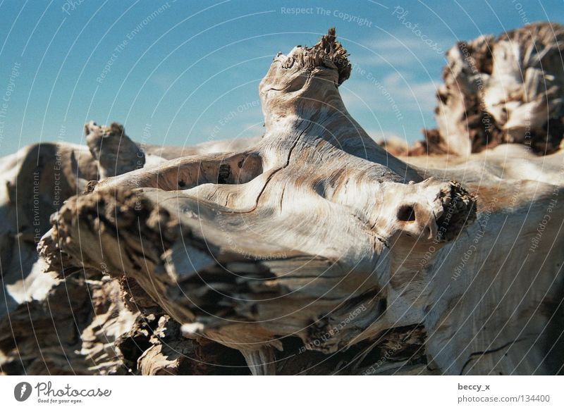 flotsam and jetsam Beach Flotsam and jetsam Wood Ocean Driftwood Surface Coast Summer Weather Perspective