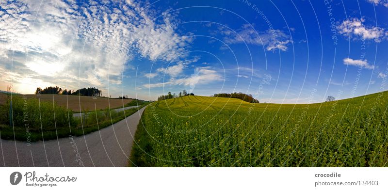 Road to heaven Driving Footpath Field Canola Freeway Green Clouds Tree Bavaria Hill Third World Raw materials and fuels Panorama (View) Dangerous Street