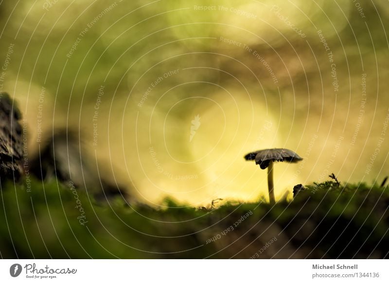 Lonely Mushroom Summer Autumn Simple Uniqueness Original Positive Peaceful Loneliness Freedom Horizon Nature Colour photo Exterior shot Deserted Copy Space top