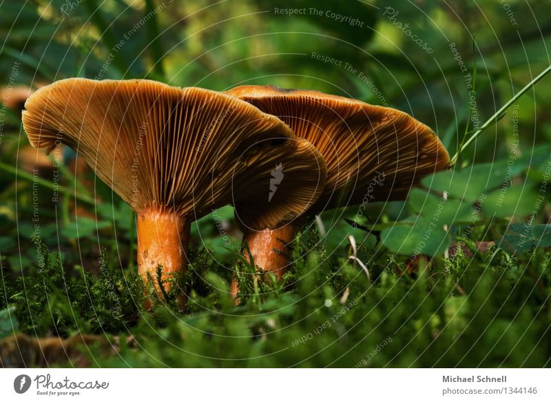 mushroom duo Environment Nature Mushroom Large Warmth Safety (feeling of) Agreed Friendship Colour photo Exterior shot Close-up Worm's-eye view