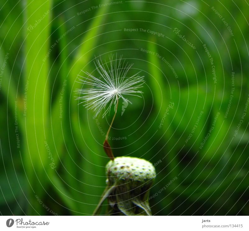 solo Loneliness Meadow Flower Dandelion Flower meadow Green Summer Transience jarts