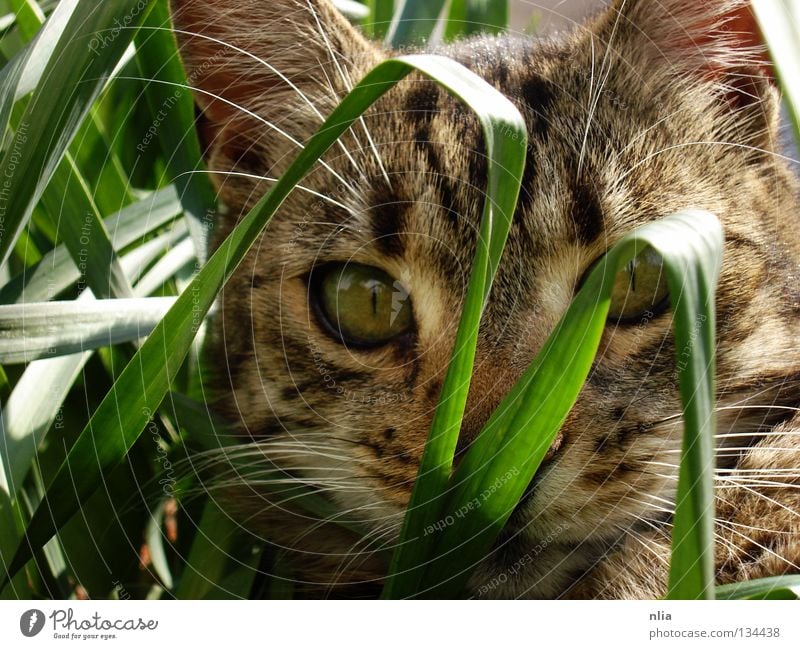 On the lookout Cat Grass Green Mammal Nature mackerelled